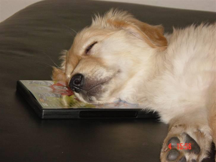 Golden retriever Skipper **DØD** - har været hos dyrlægen for at blive vaccineret og chippet. det var hårdt billede 9