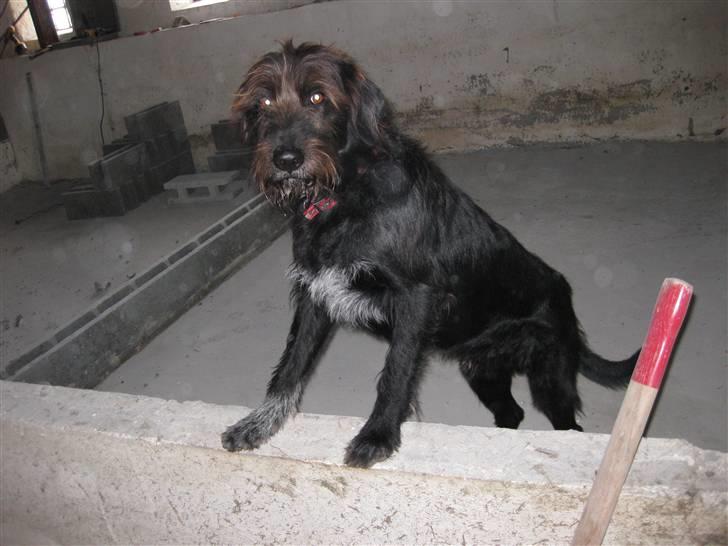 Blanding af racer Jack - når jeg står her oppe kan jeg se mere af stalden billede 15