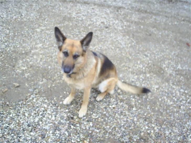 Schæferhund Kia R.I.P - har du mad? billede 7