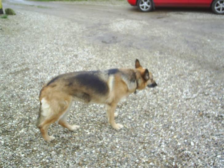 Schæferhund Kia R.I.P - hvad laver du jack? billede 8