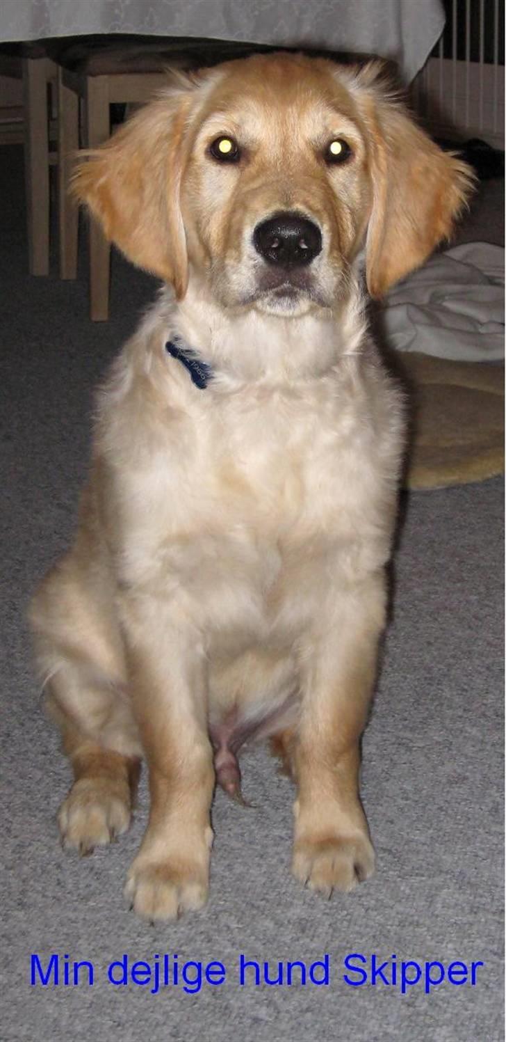 Golden retriever Skipper **DØD** billede 10