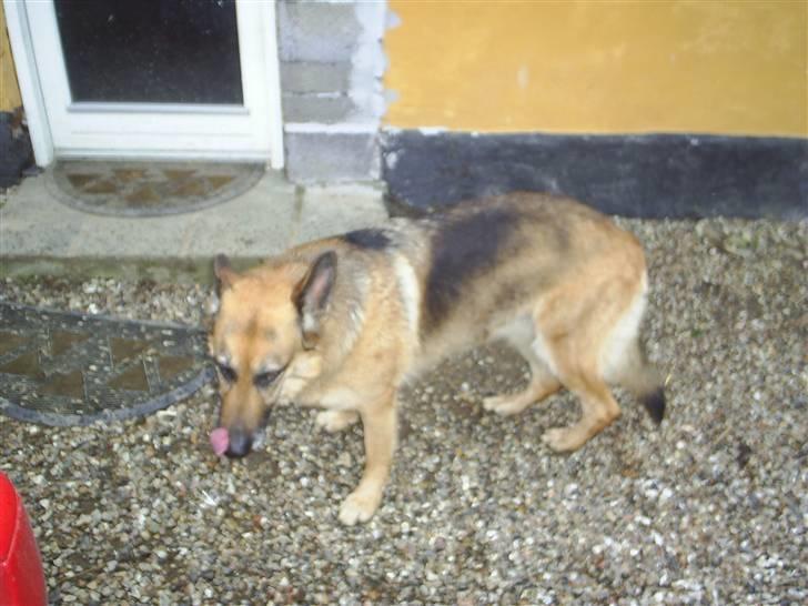 Schæferhund Kia R.I.P - det var ikke mig billede 9