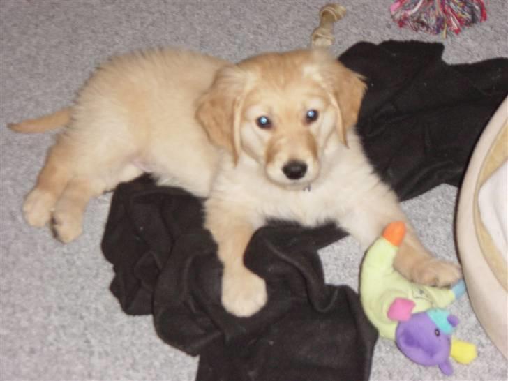 Golden retriever Skipper **DØD** billede 11