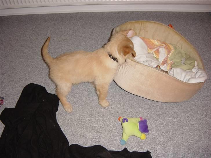 Golden retriever Skipper **DØD** - ja min kurv stod det forkerte sted, så var nød til at flytte den. billede 12