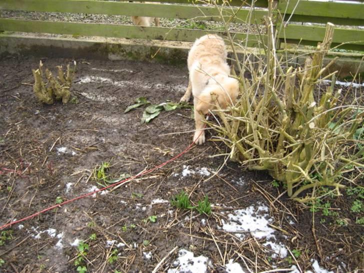 Golden retriever Skipper **DØD** billede 13