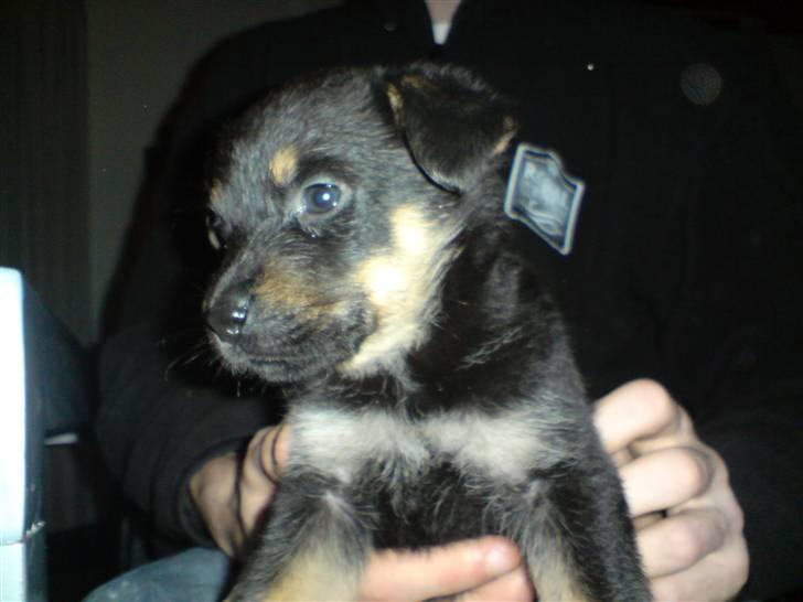 Blanding af racer Maggie - Maggie (5 uger og 6 dage) billede 13