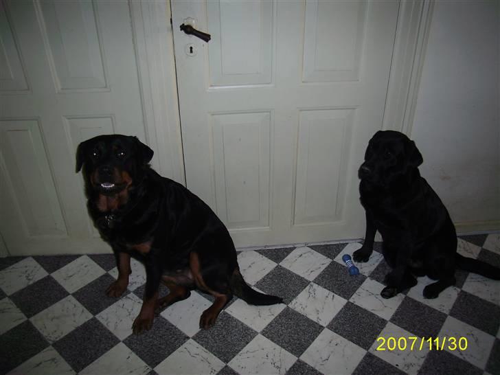 Labrador retriever Bosa - Mig og min bedste ven Jessie.
Alders præsidenten her i huset :o) billede 14