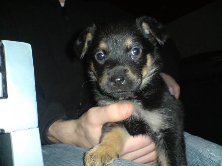 Blanding af racer Maggie - Maggie (5 uger og 6 dage) billede 14