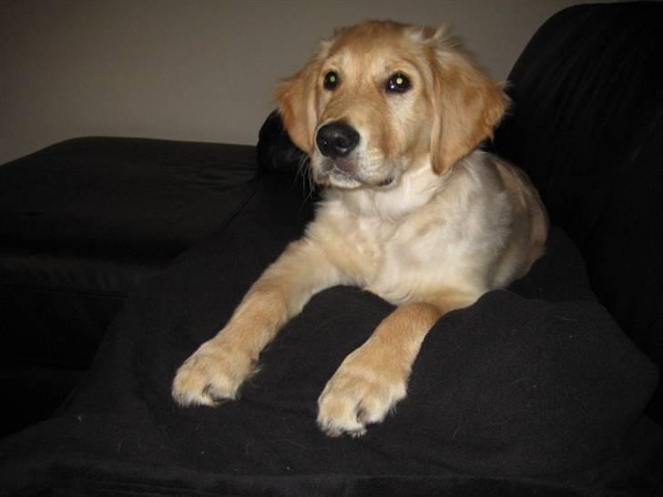 Golden retriever Skipper **DØD** billede 14