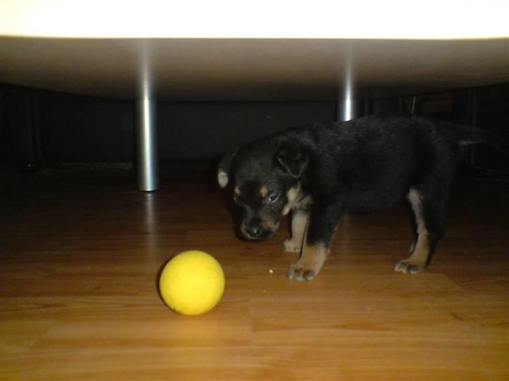 Blanding af racer Maggie - Maggie der leger med bold (5 uger og 6 dage) billede 15