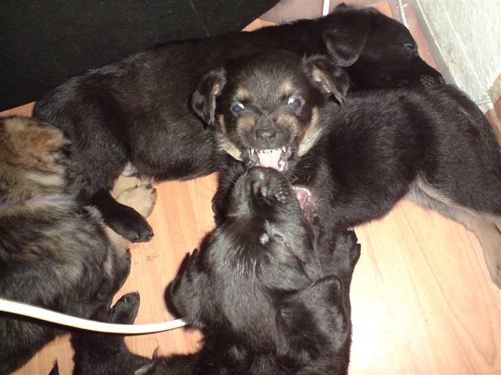 Blanding af racer Maggie - Maggie som leger med sine søskende (5 uger og 6 dage) billede 16