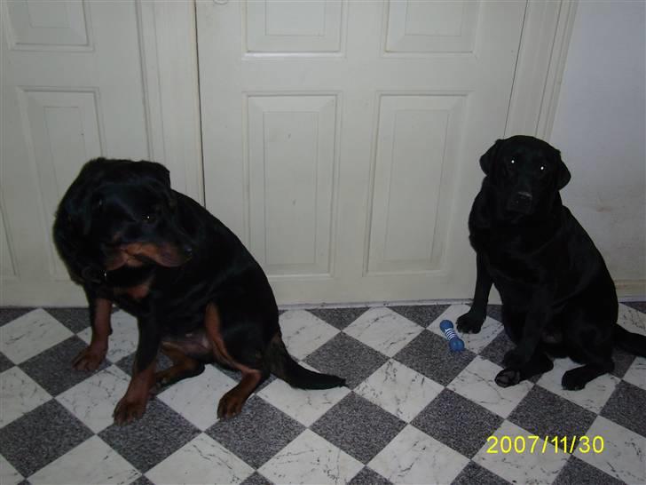 Labrador retriever Bosa billede 15