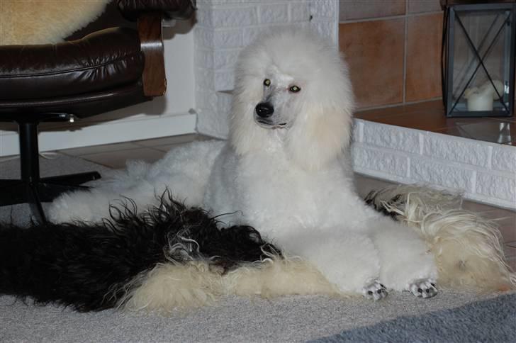 Storpuddel Bellis billede 20