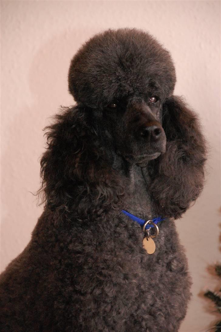 Storpuddel Sonny billede 12