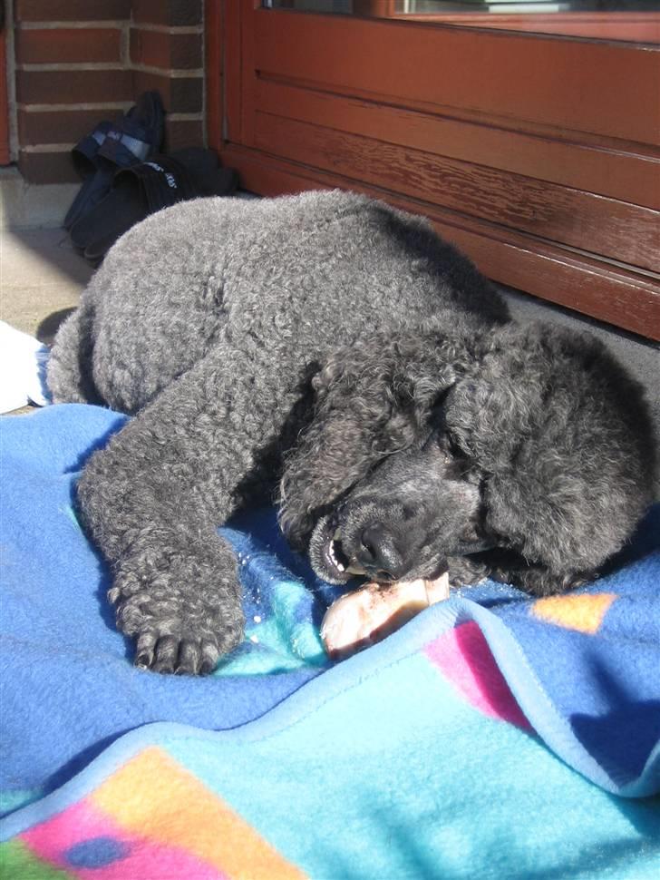 Storpuddel Sonny billede 13