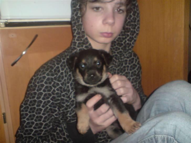 Blanding af racer Maggie - Maggie som sidder hos Morten (6 uger og 2 dage) billede 17