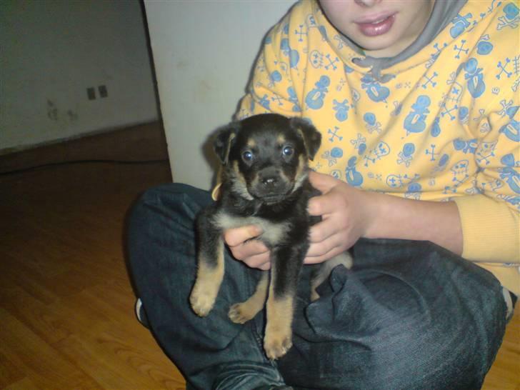 Blanding af racer Maggie - Maggie som sidder hos Christian (6 uger og 2 dage) billede 18