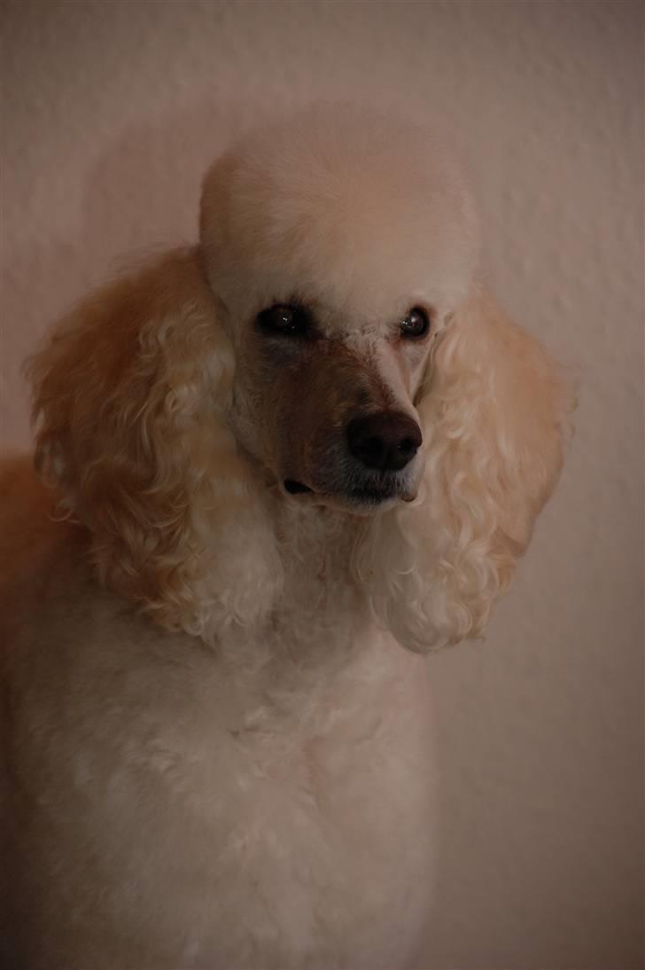 Storpuddel Nakita P.I.P. 28-7-2011 billede 16