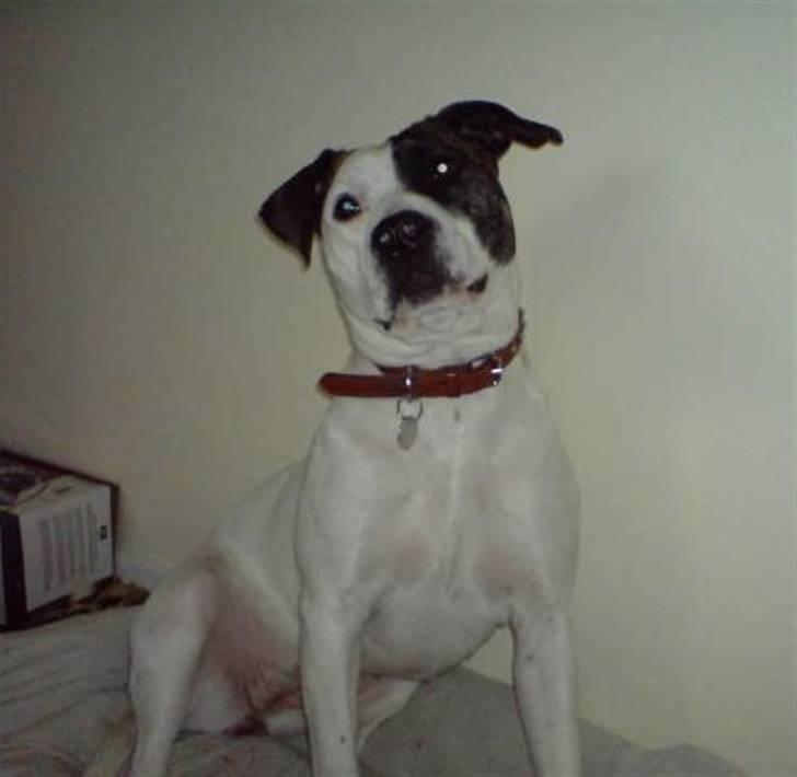 Blanding af racer Frida - Ja man er da vokset lidt c",) billede 5