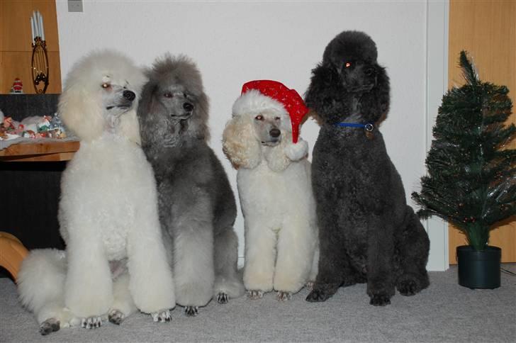 Storpuddel Nakita P.I.P. 28-7-2011 billede 17