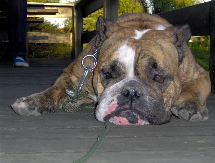 Engelsk bulldog Berta - Berta billede 6