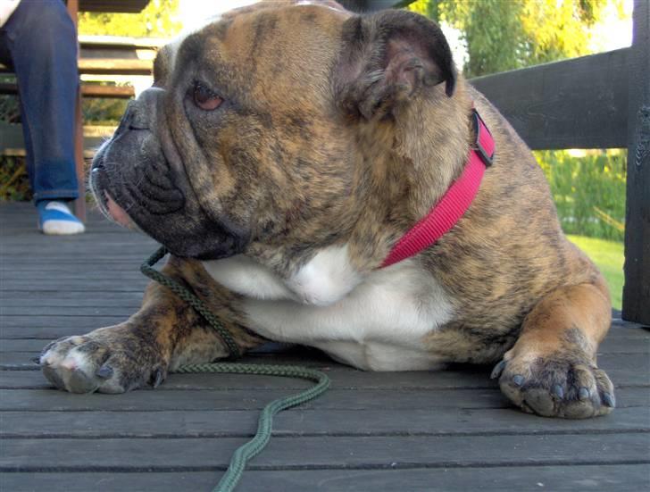 Engelsk bulldog Berta - Berta billede 7