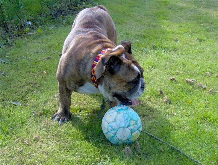 Engelsk bulldog Berta - Berta på ferie billede 8
