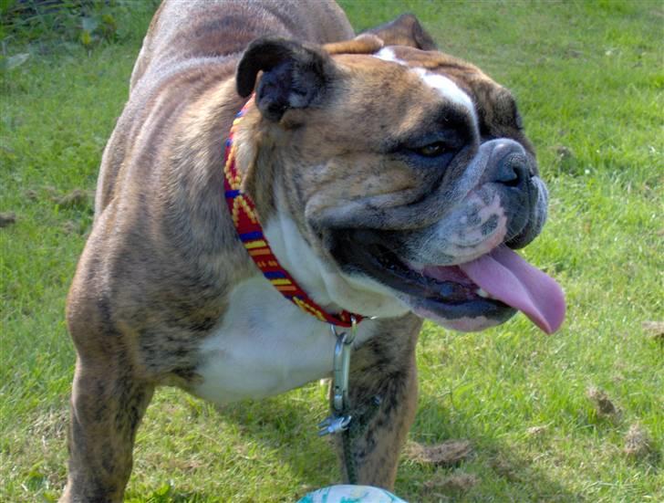 Engelsk bulldog Berta - Berta på ferie billede 9