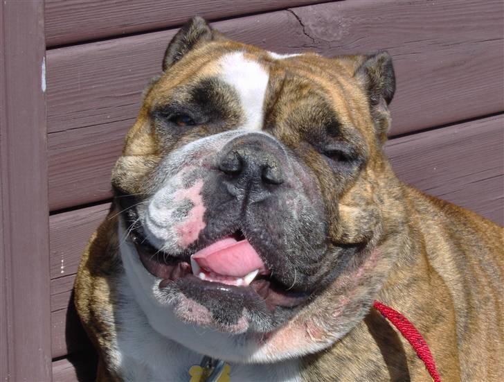 Engelsk bulldog Berta - Berta billede 10