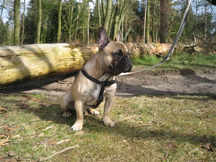 Fransk bulldog Rocco billede 3