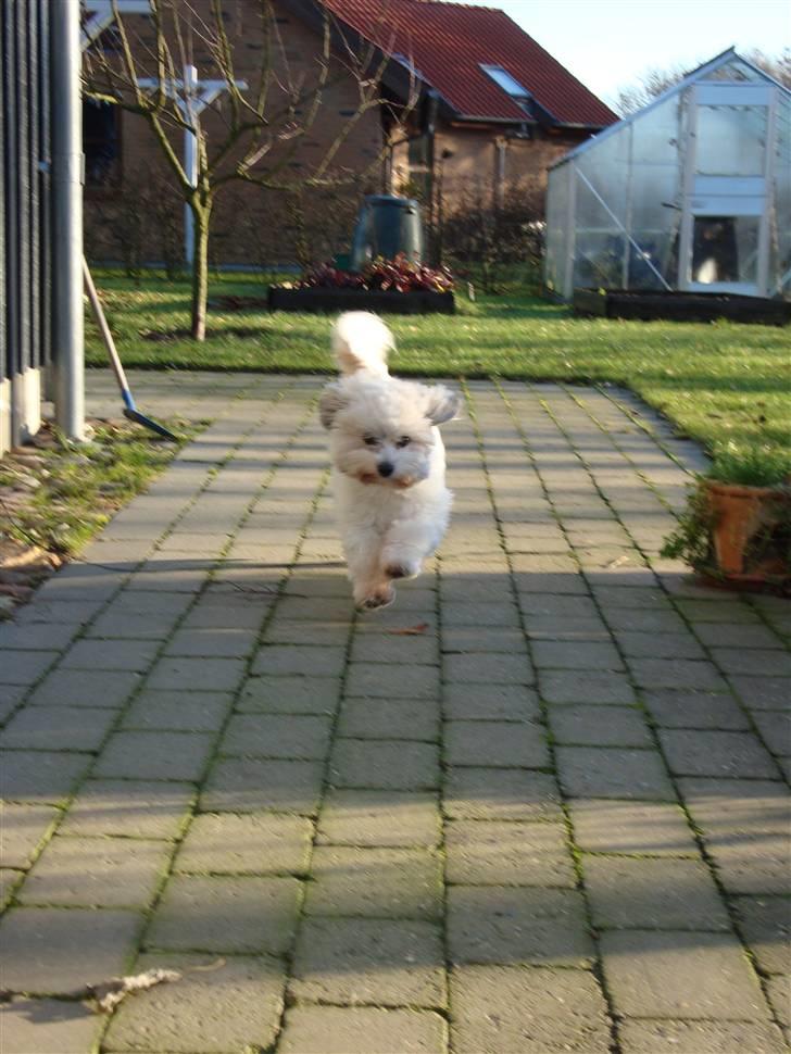 Coton de tulear cosmo(whitebear Fernando) - Hej .. velkommen til min profil:) billede 1