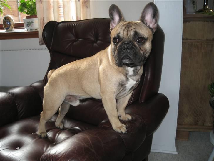 Fransk bulldog Rocco billede 4