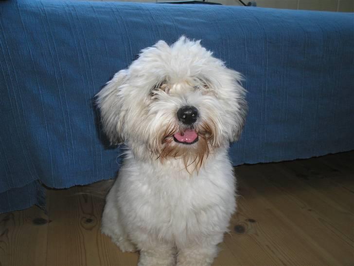 Coton de tulear cosmo(whitebear Fernando) - Sidder jeg ikke bare fint her??<3 billede 2