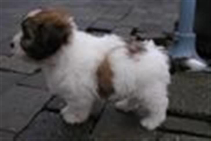 Coton de tulear cosmo(whitebear Fernando) - lille hvalp!!<33 billede 3
