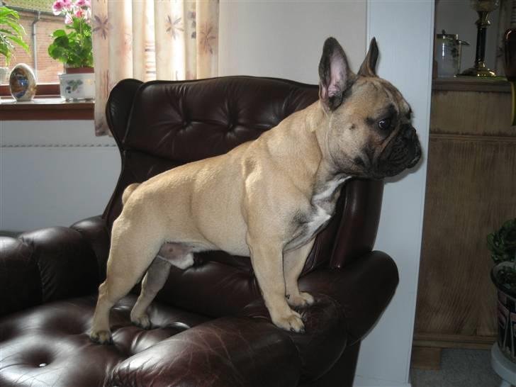 Fransk bulldog Rocco billede 5