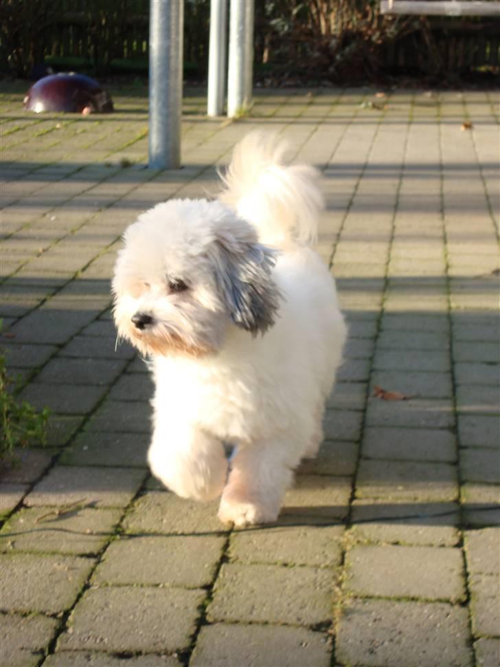 Coton de tulear cosmo(whitebear Fernando) - Cosmo ude i det dejlige forårs vjer<3 billede 4