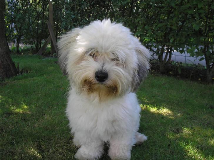 Coton de tulear cosmo(whitebear Fernando) - hej<3 billede 6