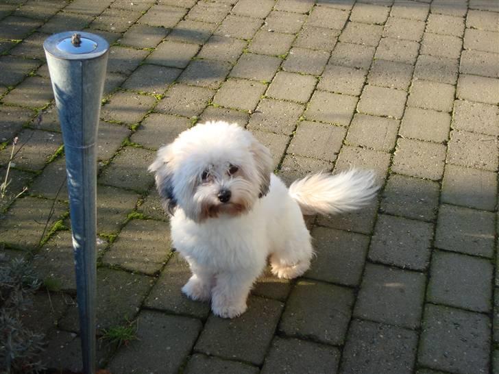 Coton de tulear cosmo(whitebear Fernando) billede 7
