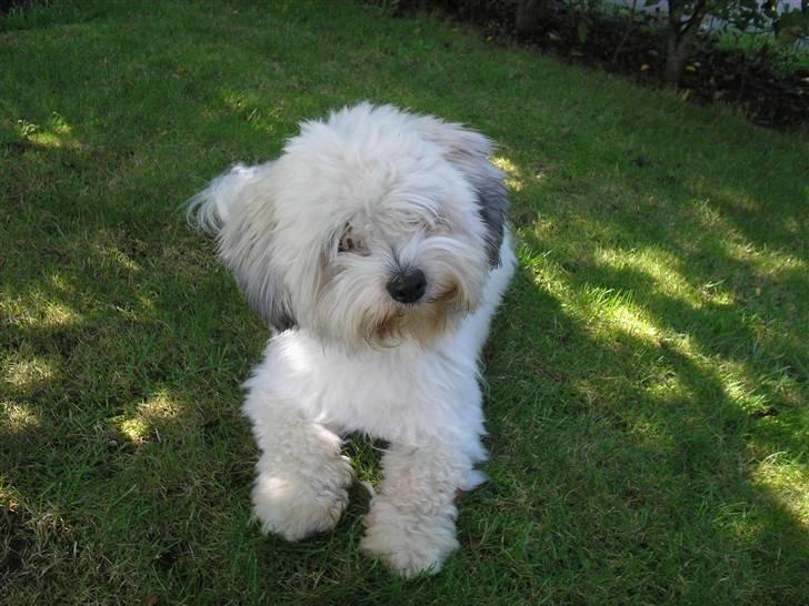 Coton de tulear cosmo(whitebear Fernando) - Hej igen billede 8