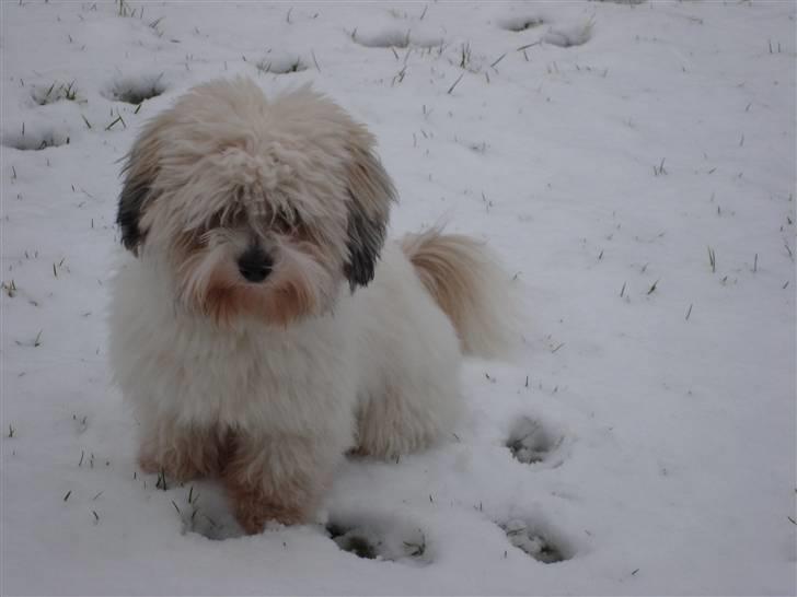 Coton de tulear cosmo(whitebear Fernando) - Sneen er godt nåk kold!! men sjov at lege i   billede 9