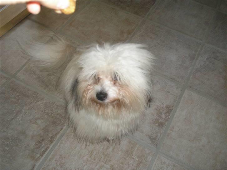 Coton de tulear cosmo(whitebear Fernando) billede 10