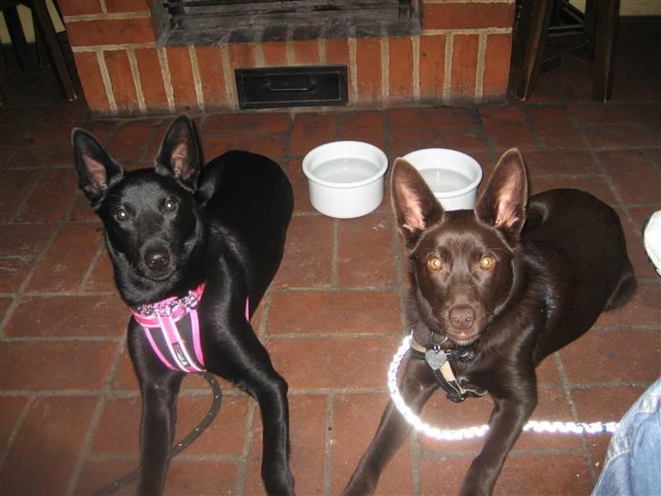 Australsk kelpie Gaia - Min kæreste tyson, kuvøseguf (4 måneder yngere) billede 13