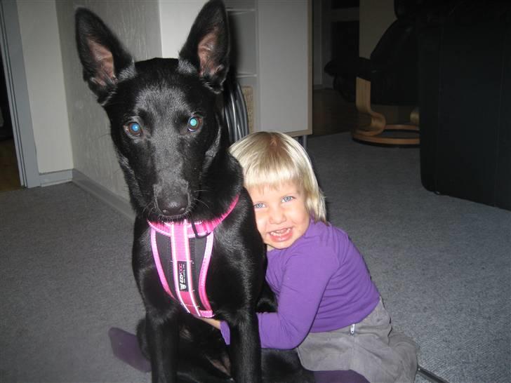 Australsk kelpie Gaia - Børn elsker mig... og jeg elsker dem billede 14