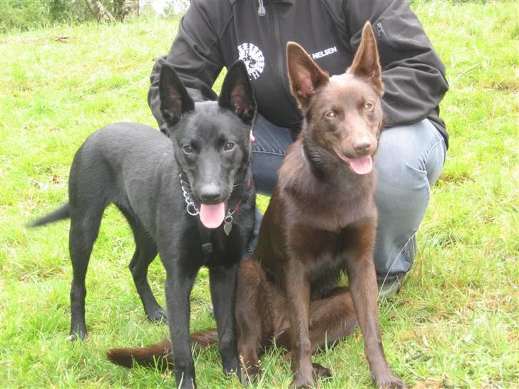 Australsk kelpie Gaia - Se hvor vi ligne hinanden... her sammen med kuldsøster kiki (vi er meget trætte, men det er sjovt) billede 15