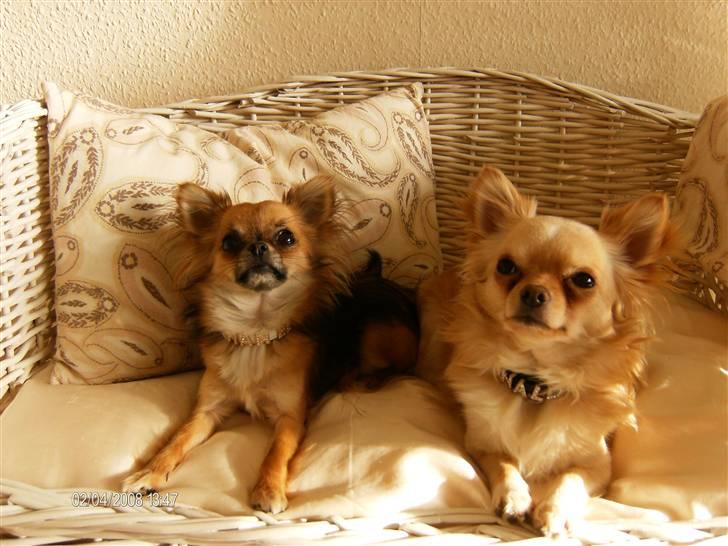 Chihuahua      *Ronaldo* billede 3