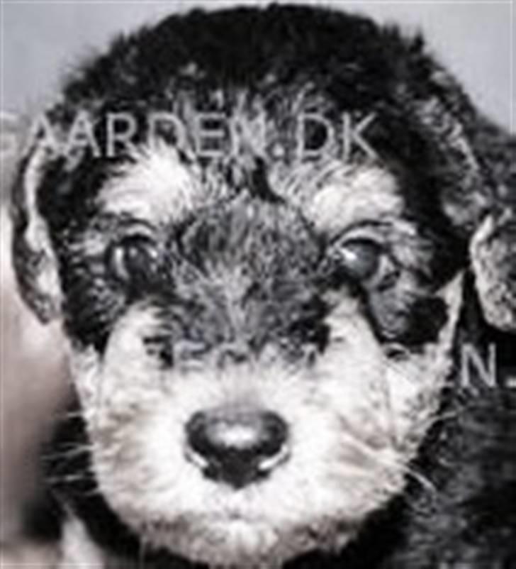Airedale terrier Spicaway Brutalis (død)  billede 8