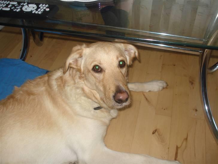 Blanding af racer rex  billede 1