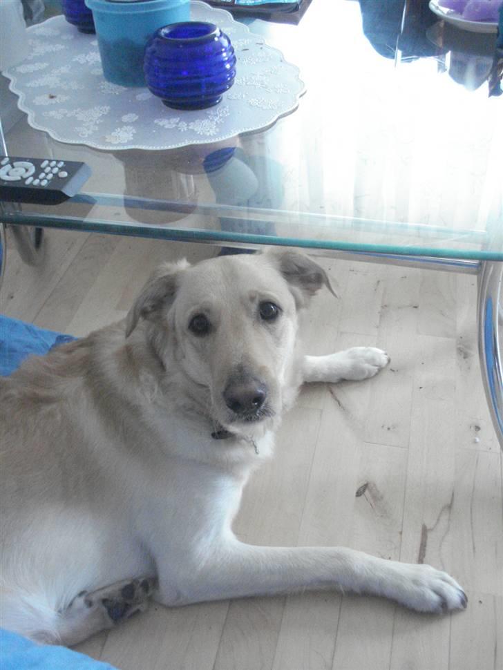 Blanding af racer rex  billede 2