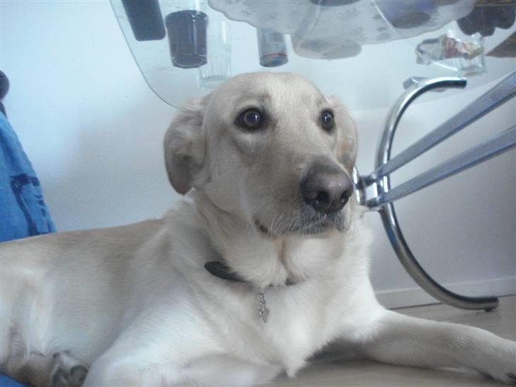 Blanding af racer rex  billede 3