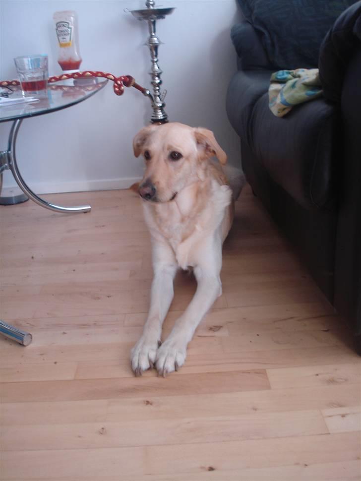 Blanding af racer rex  billede 4